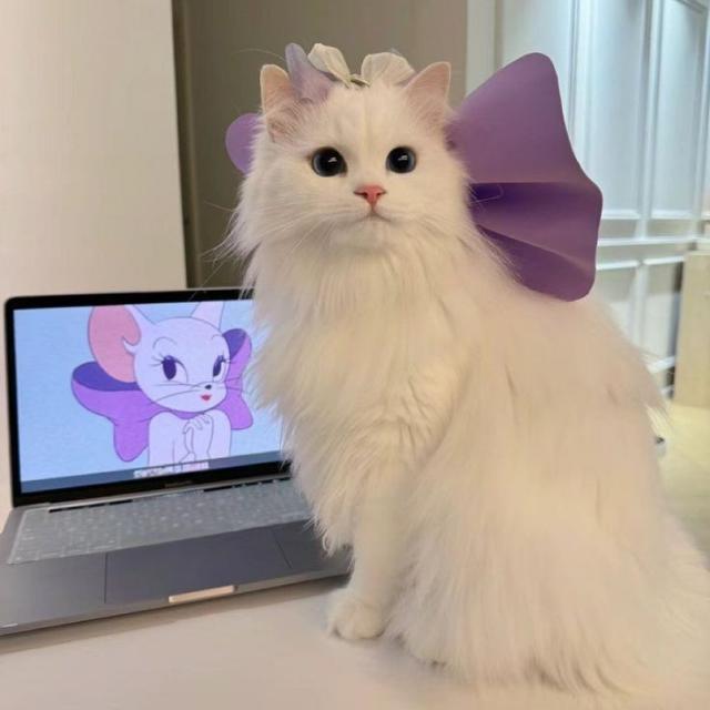 ⌯فـعـالـيـات¦🎀¦𓆩𝒃𝒖𝒕𝒕𝒆𝒓𝒇𝒍𝒚𓆪⌯