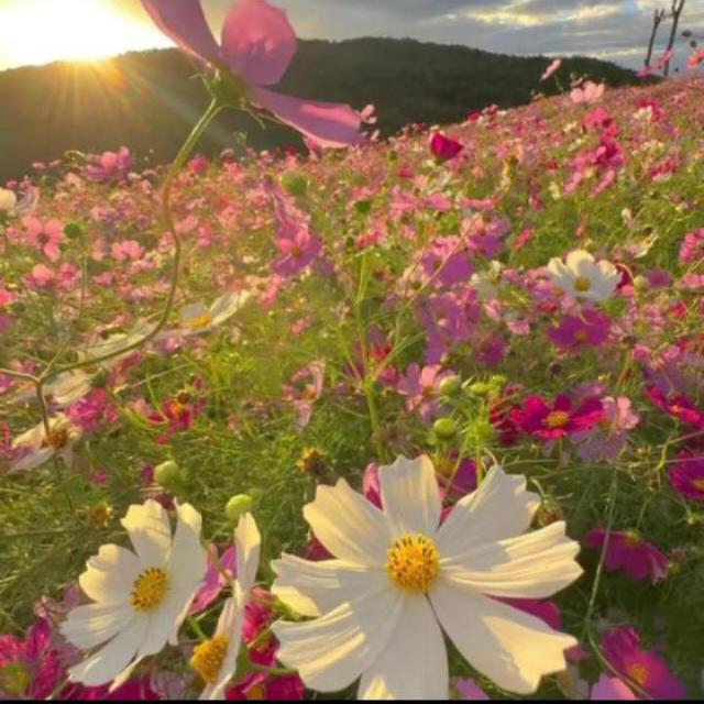 💎🌷𝐐𝐮𝐫'𝐚𝐧| قُــــــرآטּ